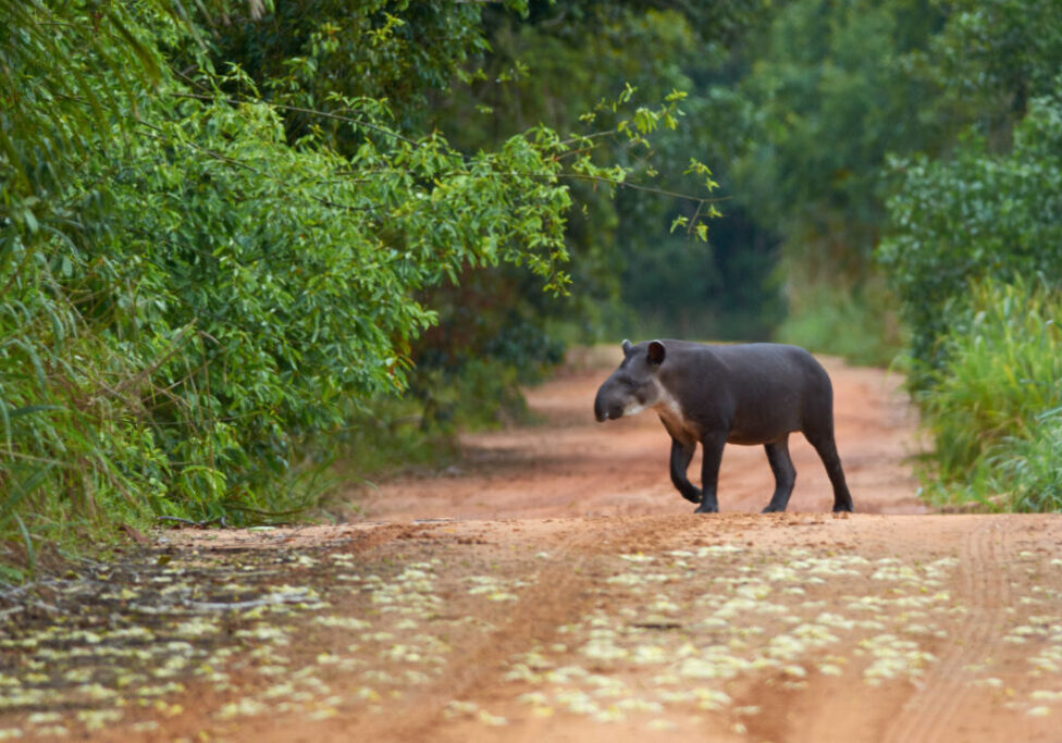 Anta_PeterSchoen - Acervo Instituto Pro-Tapir_
