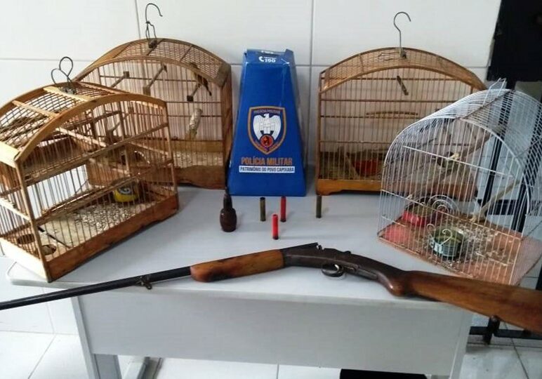 Apreensao-aves-e-arma
