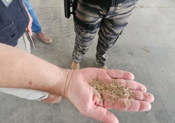 Apreensão de sementes