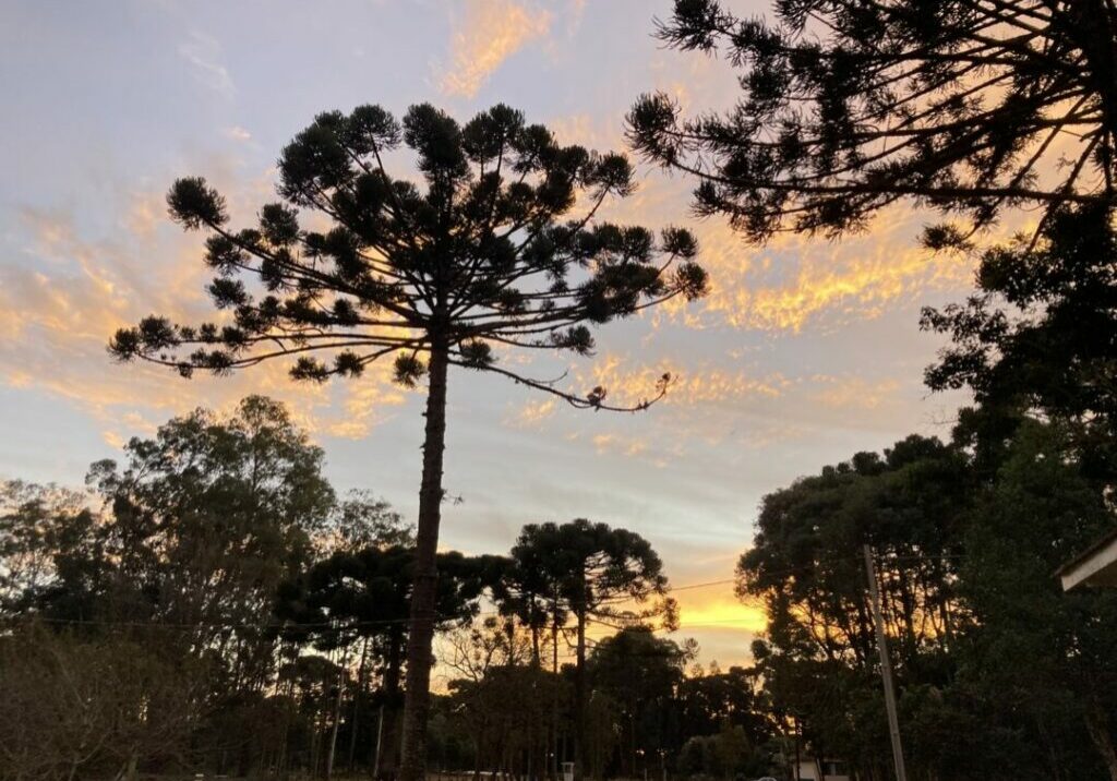 Araucaria-Divulgacao-Conexao-Araucaria_SPVS