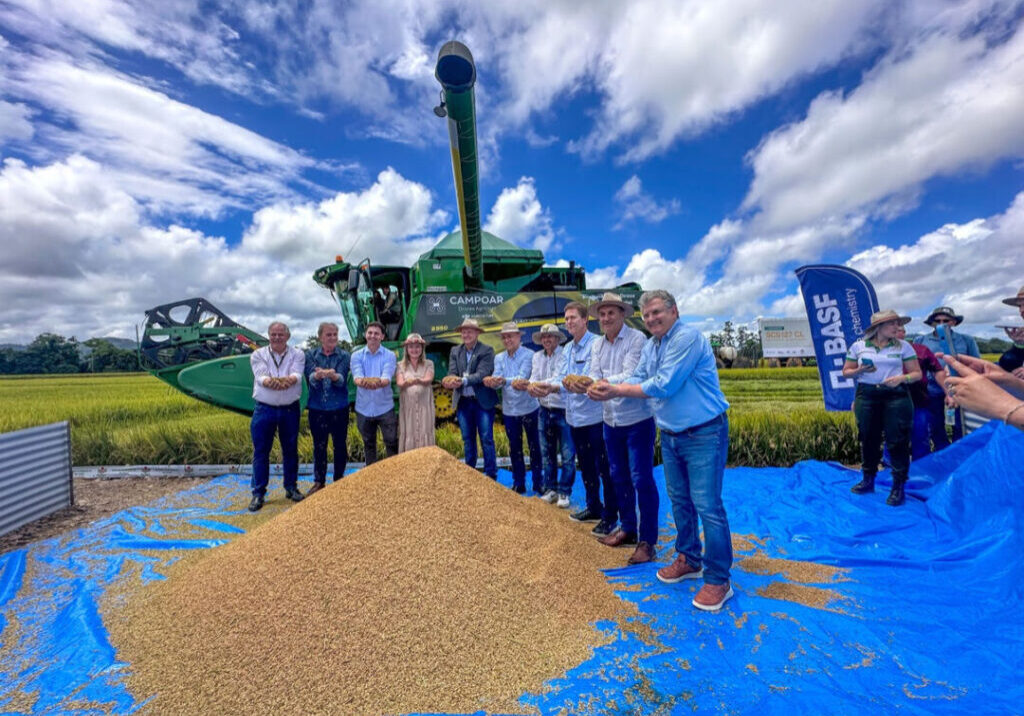 Arroz em Santa Catarina (2)