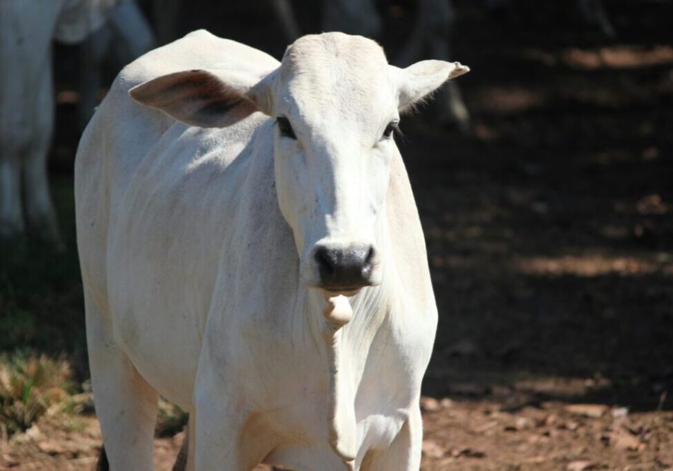 Asbia-Index-3-tri-foto-juliana-e-mariana-amorim