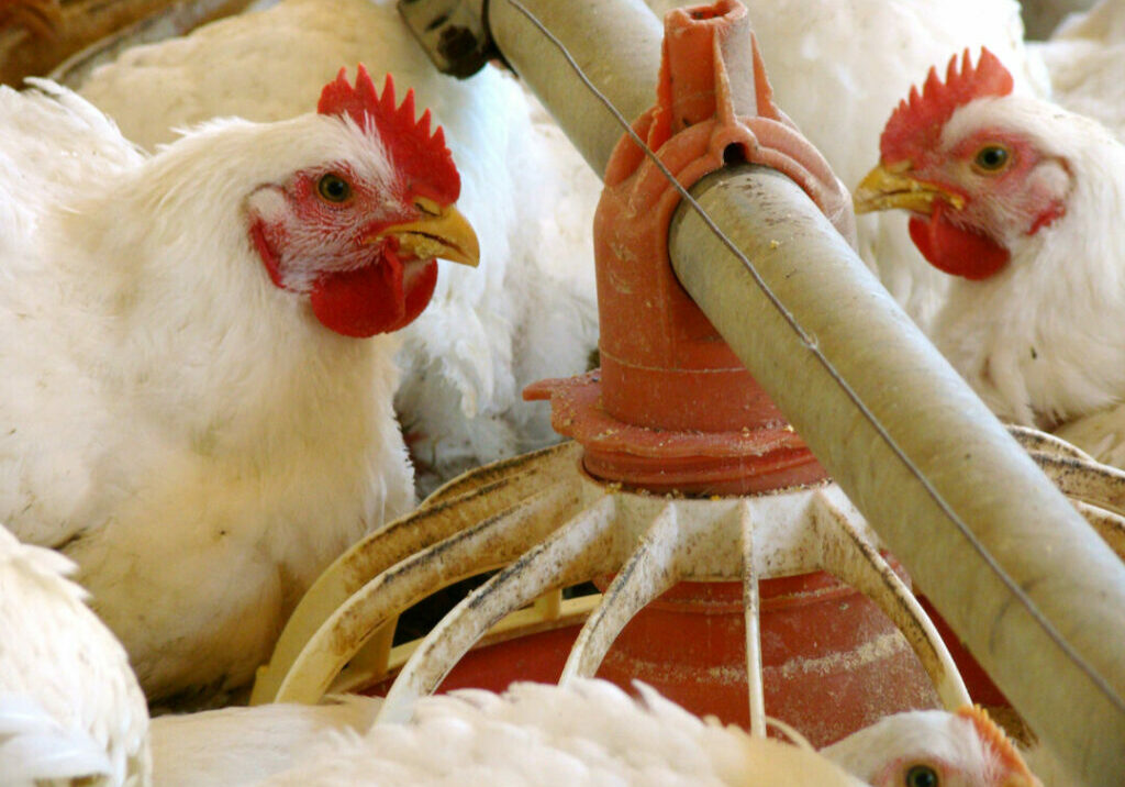 Ave - galinha - frango - avicultua - Julio Huber