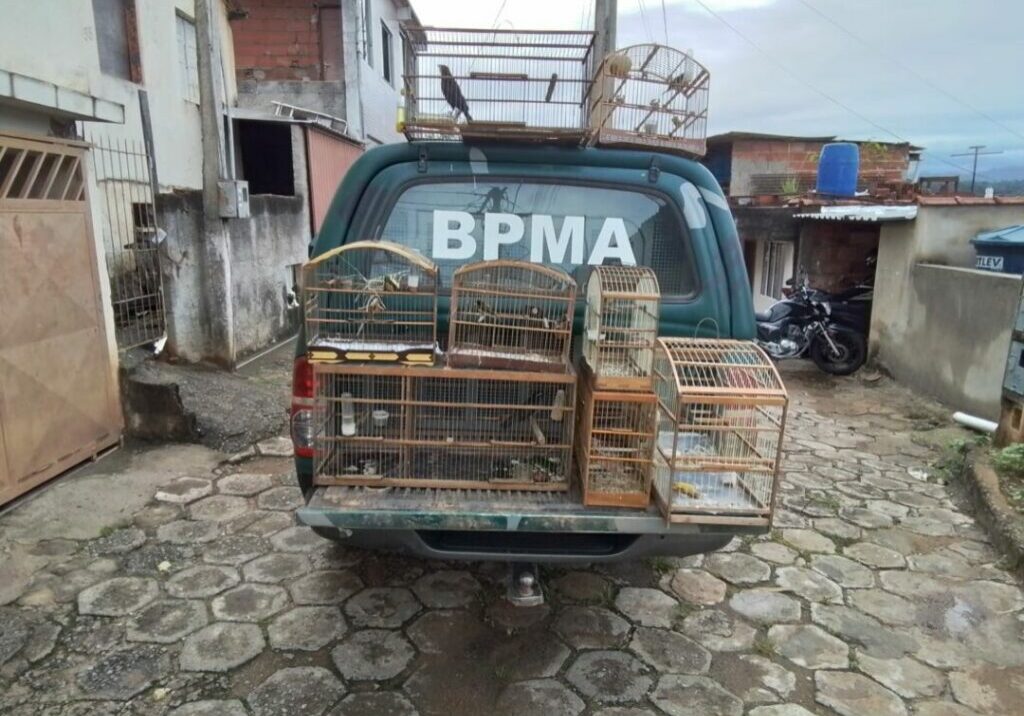 Aves apreendidas em Afonso Cláudio (1)