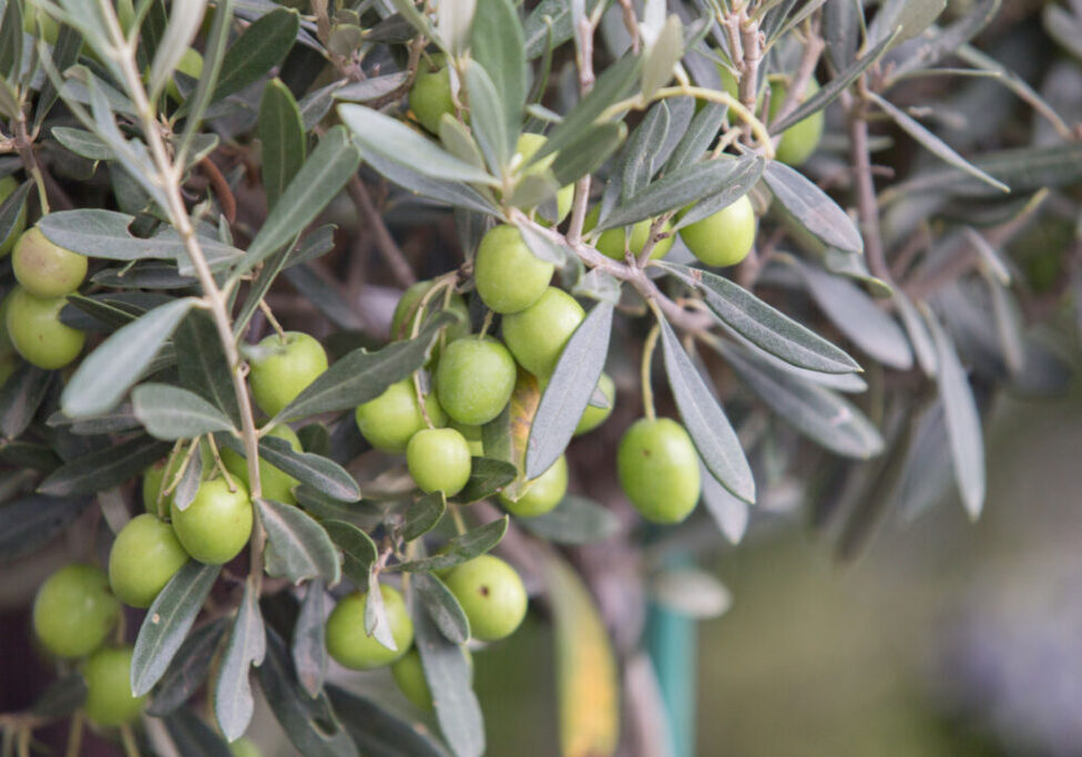 Olive tree branch at evening sunset light.