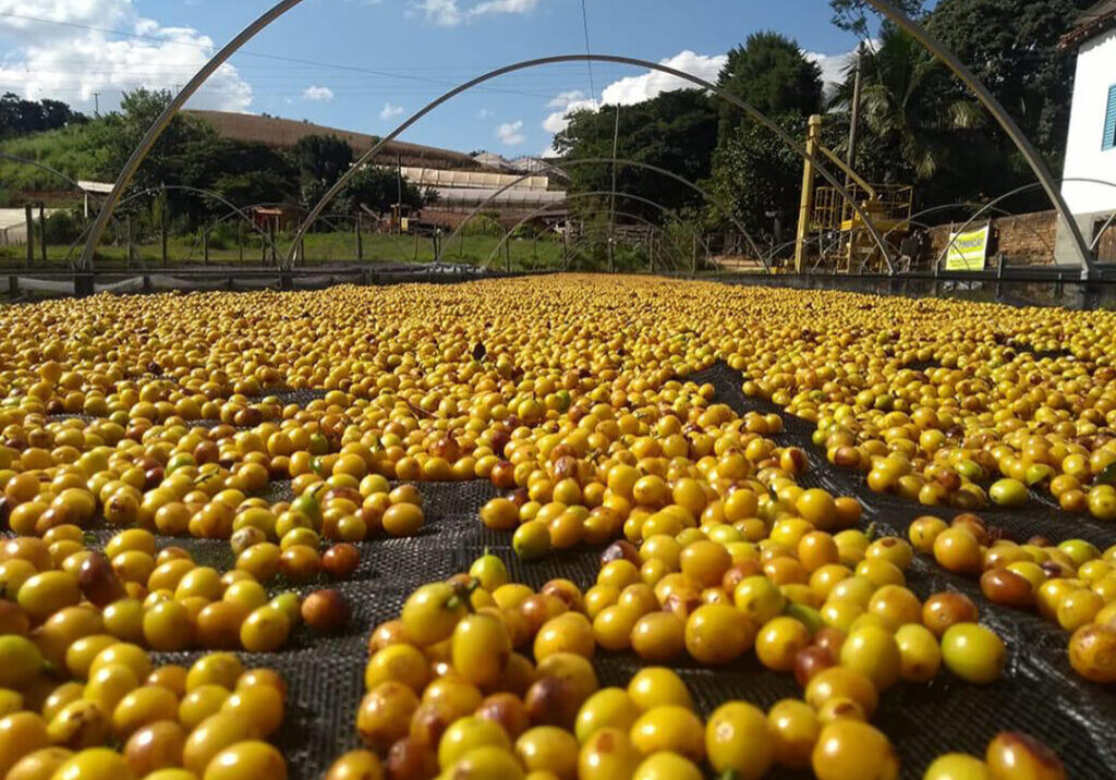 BELGO-O-arame-tambem-esta-no-cultivo-de-cafe-credito-foto-Talismann-foto-3