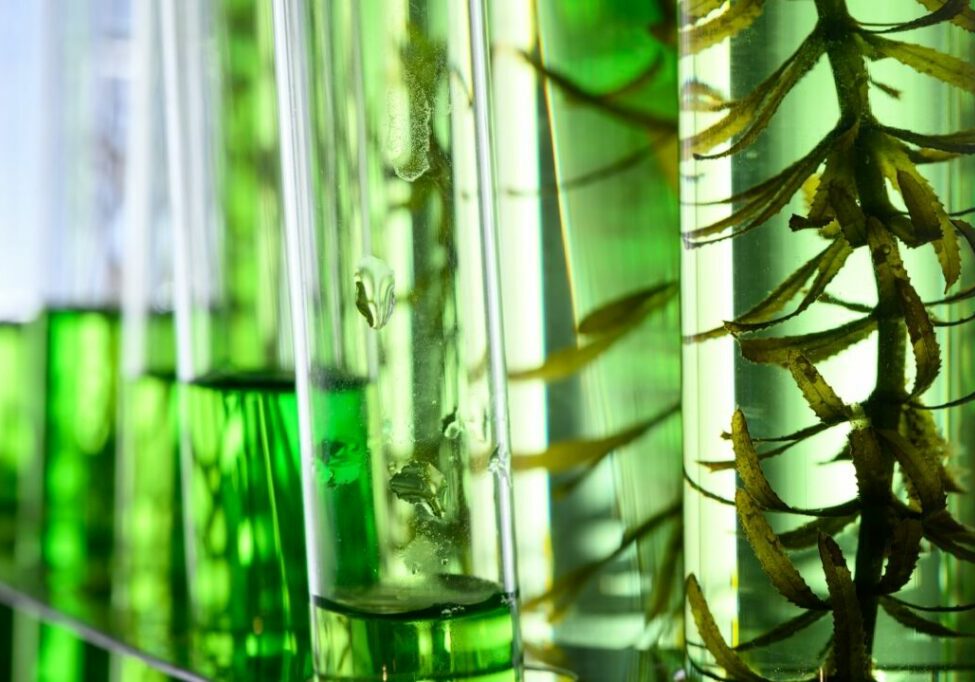 BIOTECNOLOGIA_ENVATO