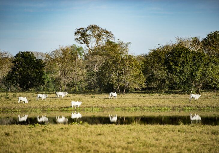 Baixa emissão de carbono