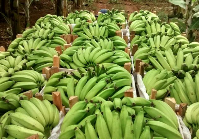 Banana