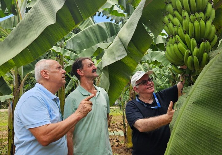 Banana_Divulgação Incaper