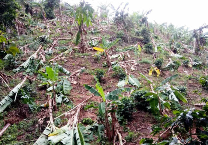 Bananas-derrubadas-capa