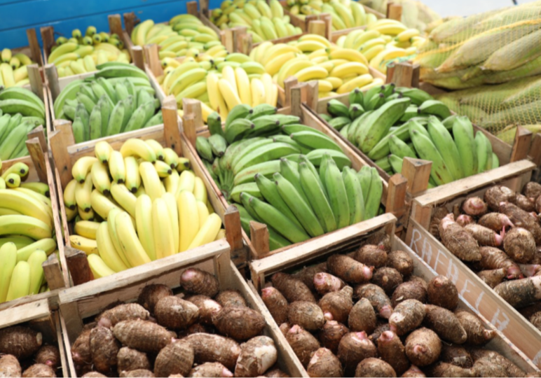 Banco-de-Alimentos