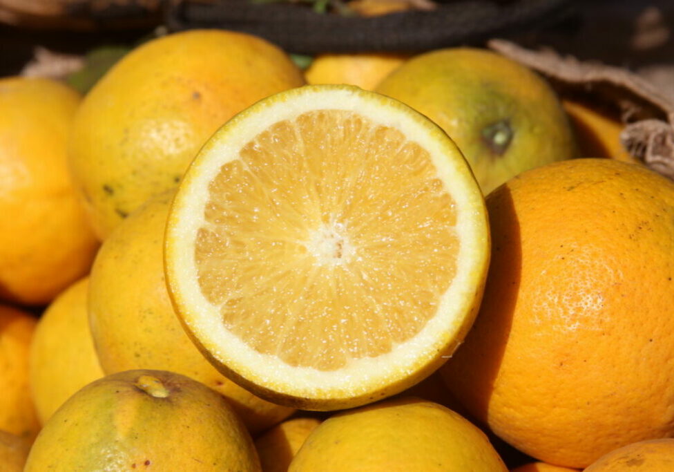 Bebedouro (SP) - Coperfam (30)