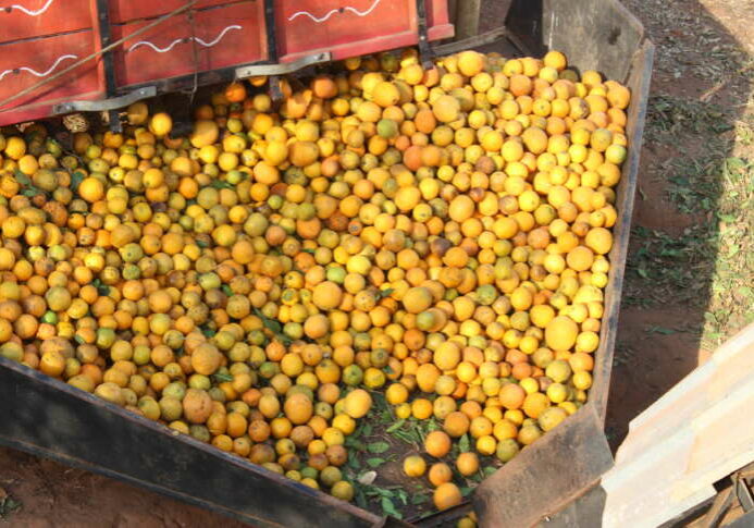 Bebedouro-SP-Coperfam-9