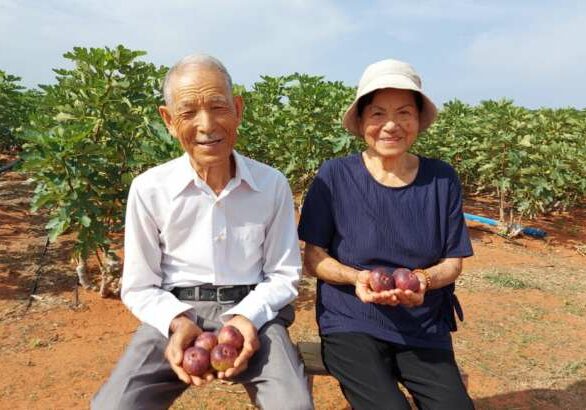 BelgoBekaert-FamiliaKimura_Casal-de-japoneses-de-86-anos-de-idade-realiza-sonho-e-produz-figos-no-ceara_FotoDivulgacao
