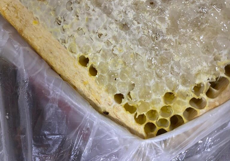 Besouro em favo de mel 02