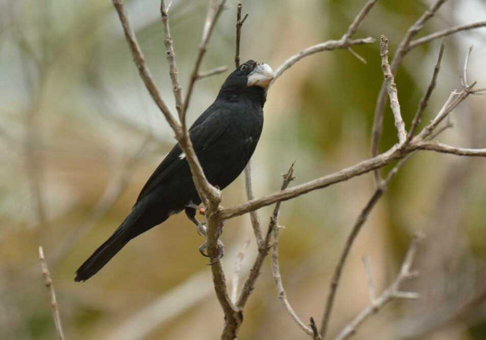 Bicudo_foto-divulgacao-