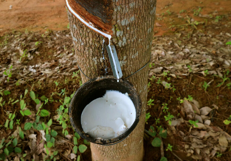 Borracha - Latex - Seringa - Freepik