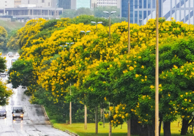 Brasilia-dourada-1350x610-1
