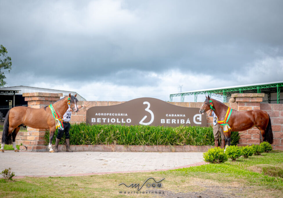 CANDIOTA 1 Foto - Mauricio Vinhas