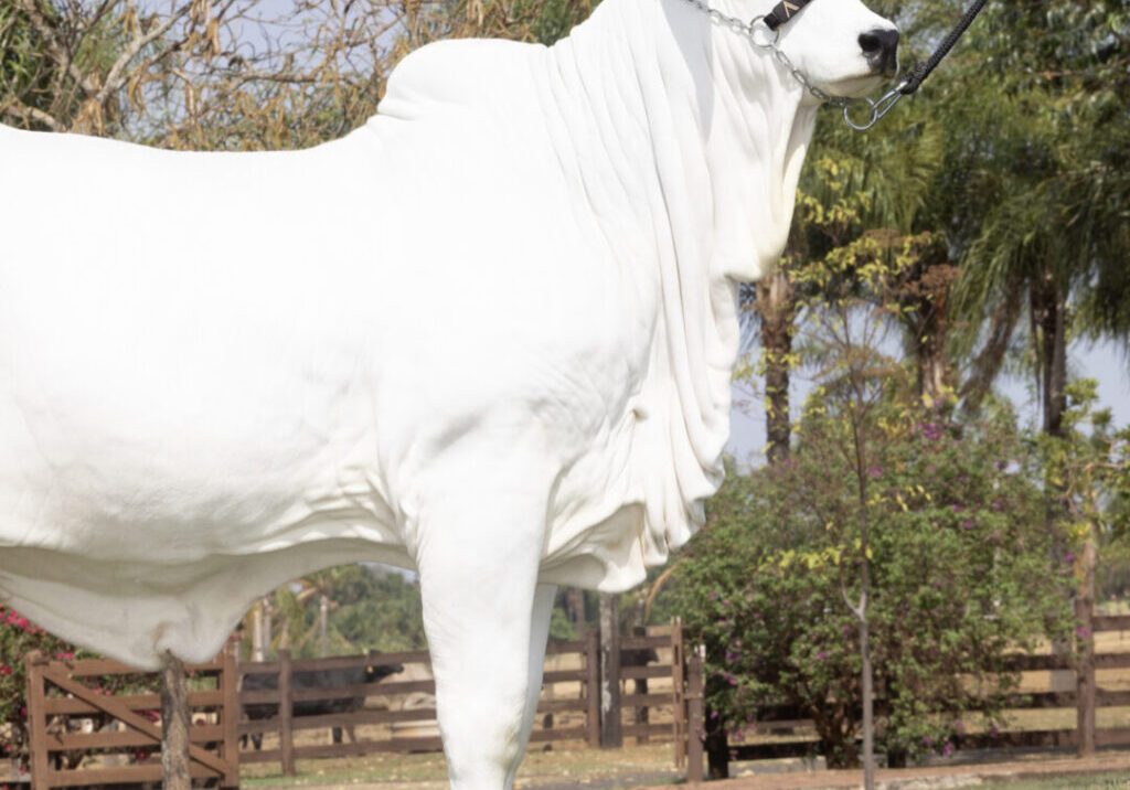 CASA-BRANCA-Esfinge-FIV-Napemo-Credito-Divulgacao2