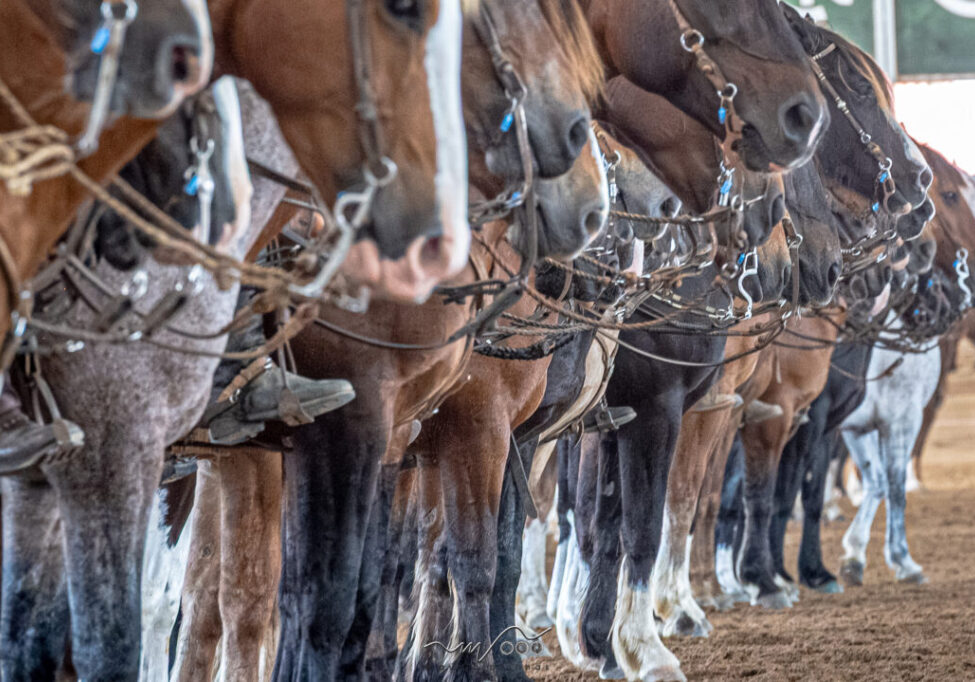 CAVALO_CRIOULO_FOTO_Maurício_Vinhas