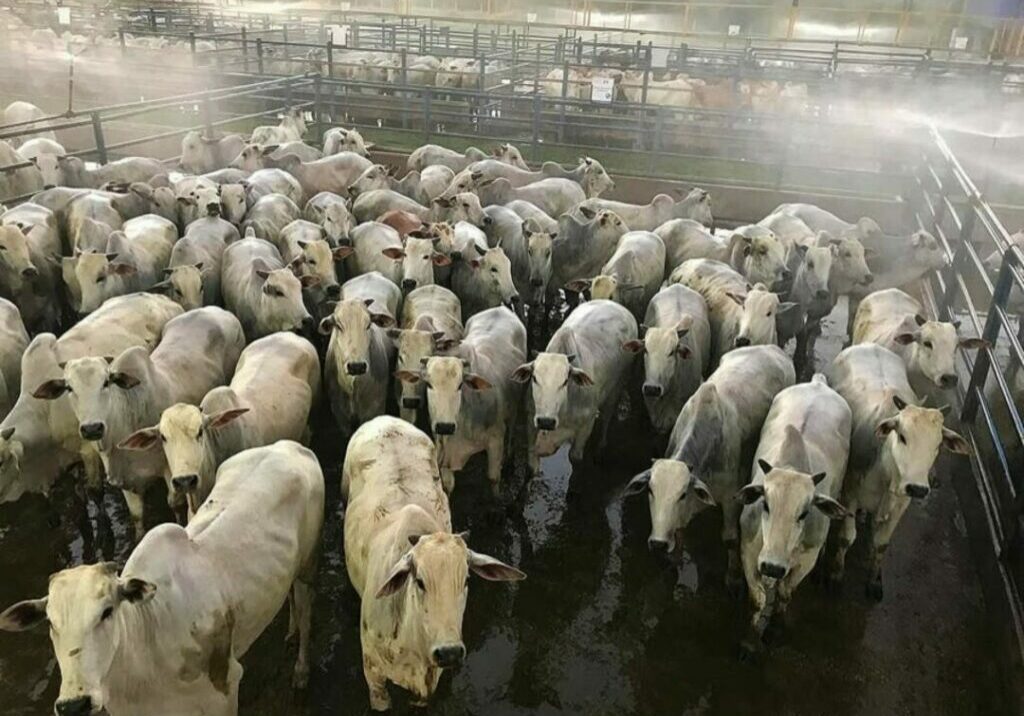 CIRCUITO-NELORE-DE-QUALIDADE