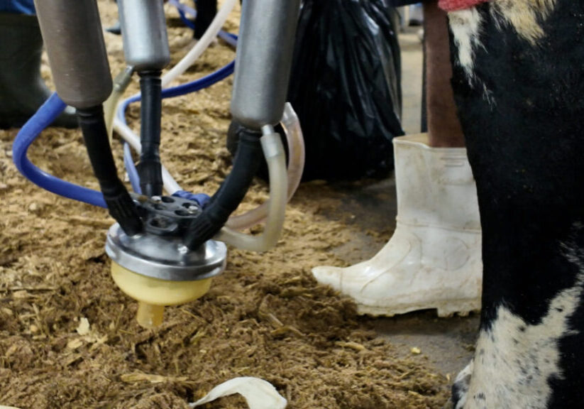 CONCURSO_LEITEIRO_040