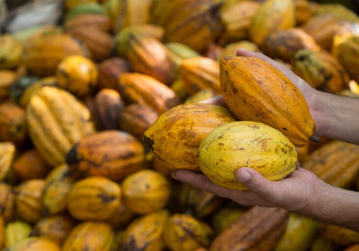 Cacau-Governo-Federal