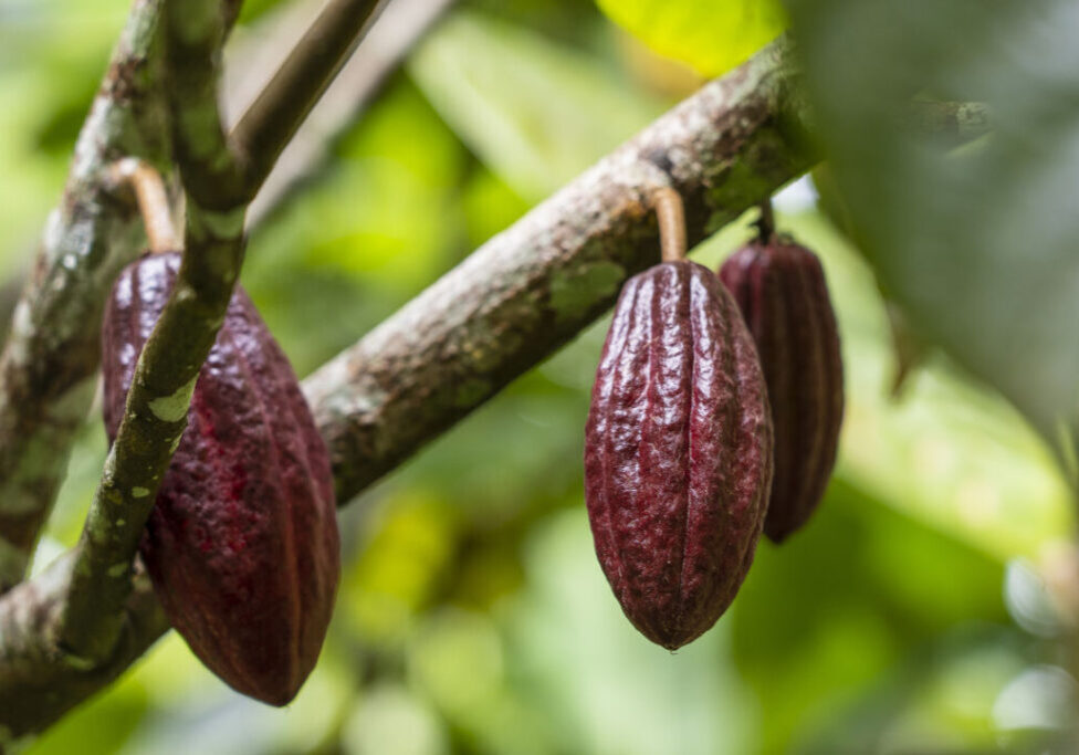 Red cocoa bean on the tree in Indonesia, close up