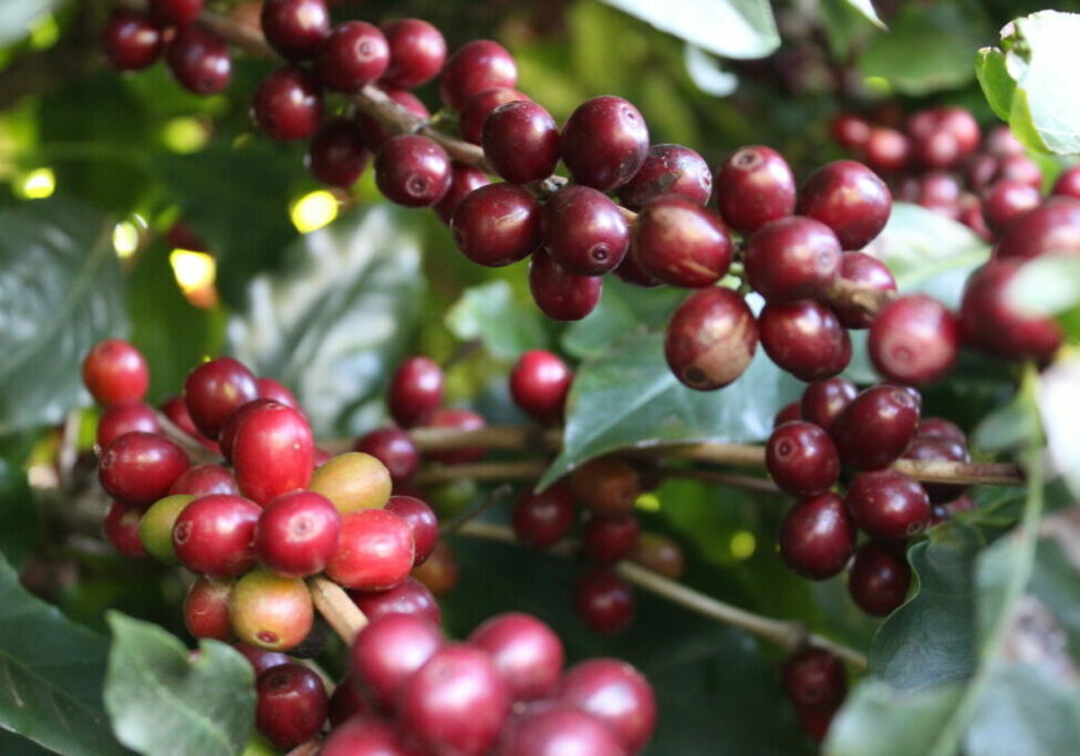 Cafe-Aprod-Divinolandia-SP-12