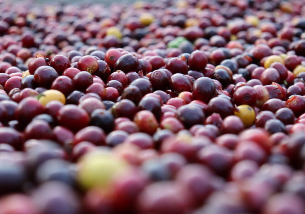 Café Caparaó - Julio Huber