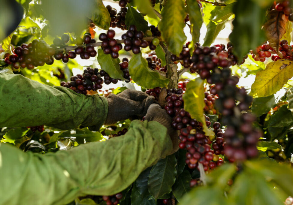 Cafe-Cerrado-Divulgacao