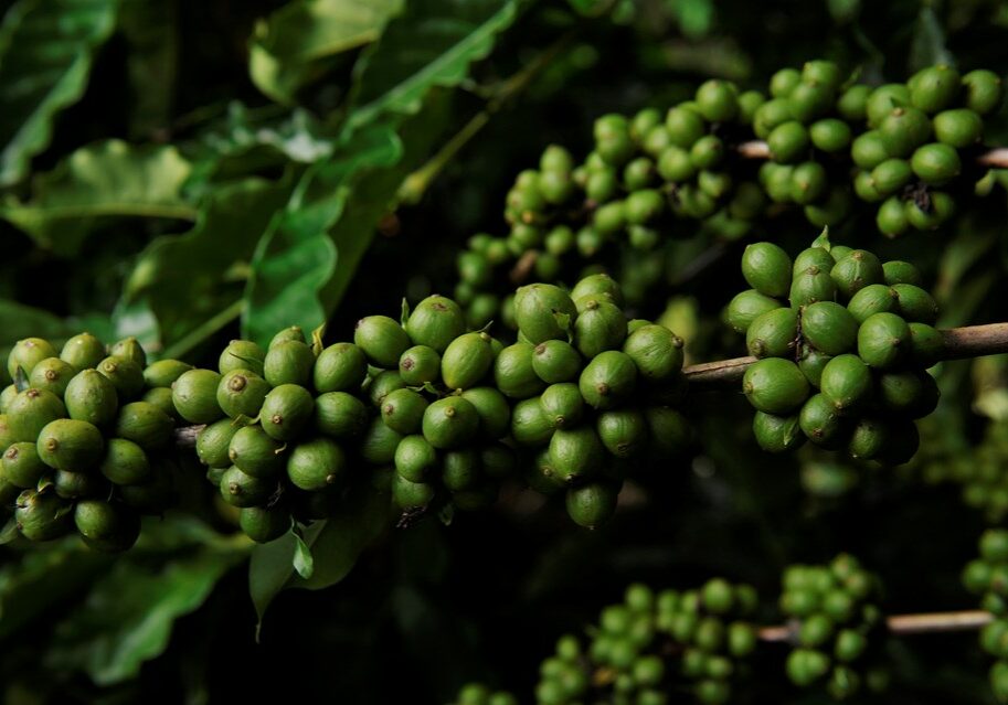 Cafe-Conilon-Incaper-Arquivo