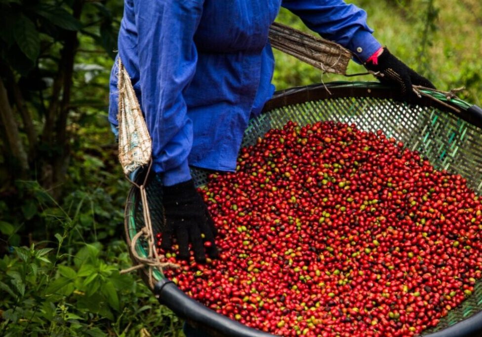 Café - Crédito Izamara Belo