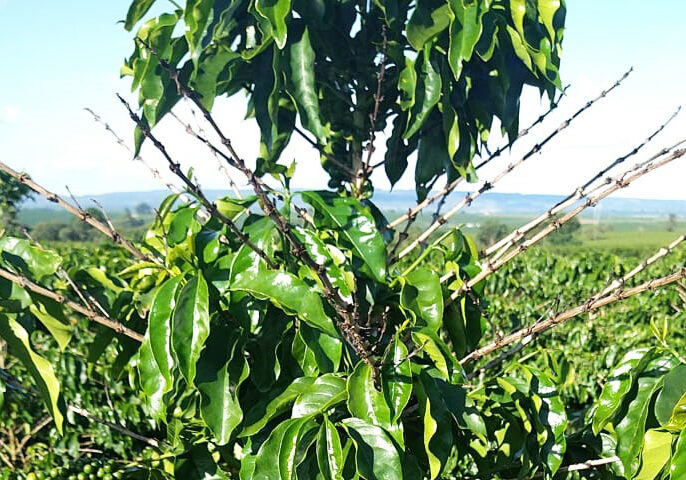 Cafe-Patrocinio-capa