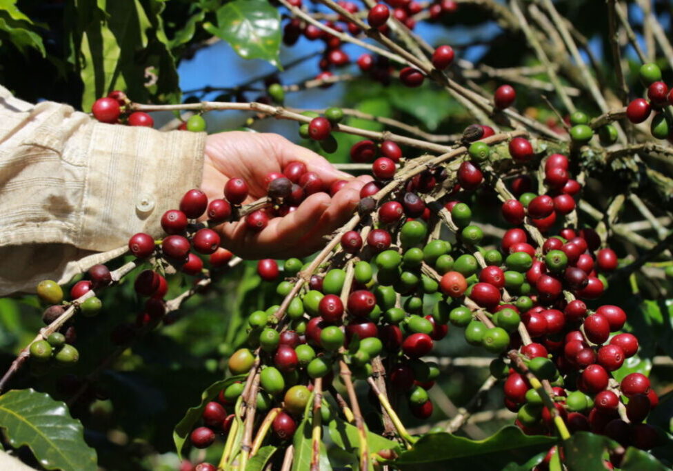 Café arábica - Julio Huber