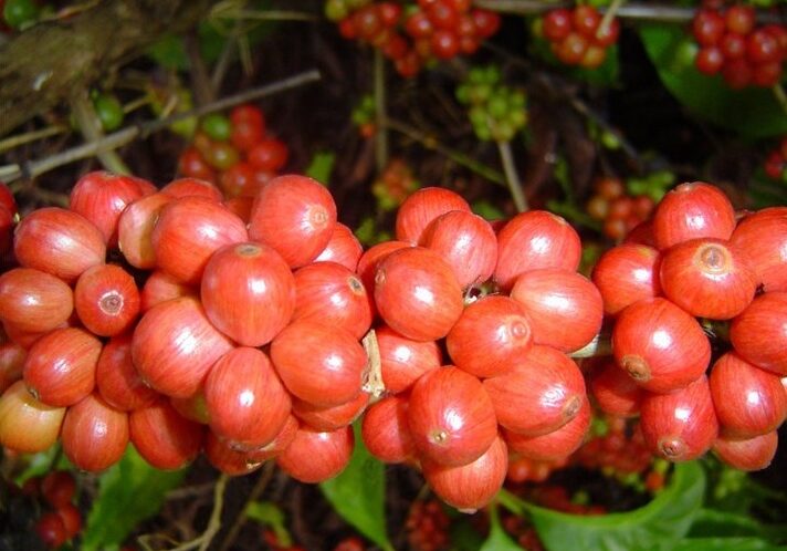 Cafe-conilon-Incaper