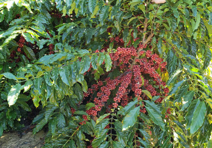 Cafe-conilon-capixaba