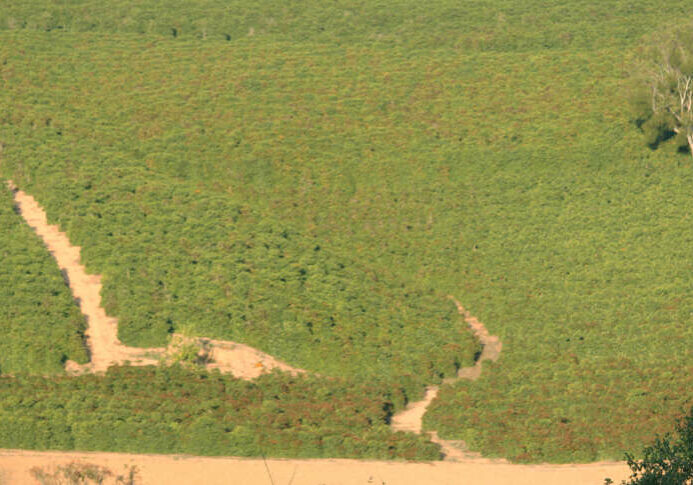 Café e queimado com geada