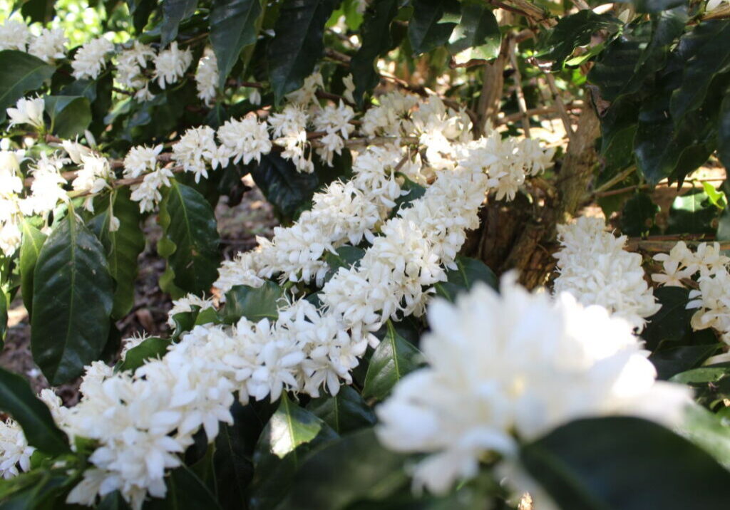 Café em flor - Julio Huber