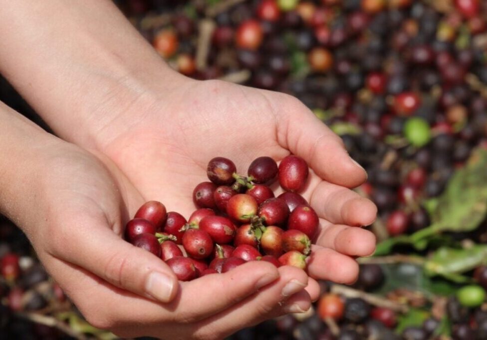 Café na mão- Julio Huber