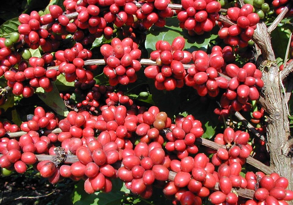 Café_Conilon_Foto_Incaper