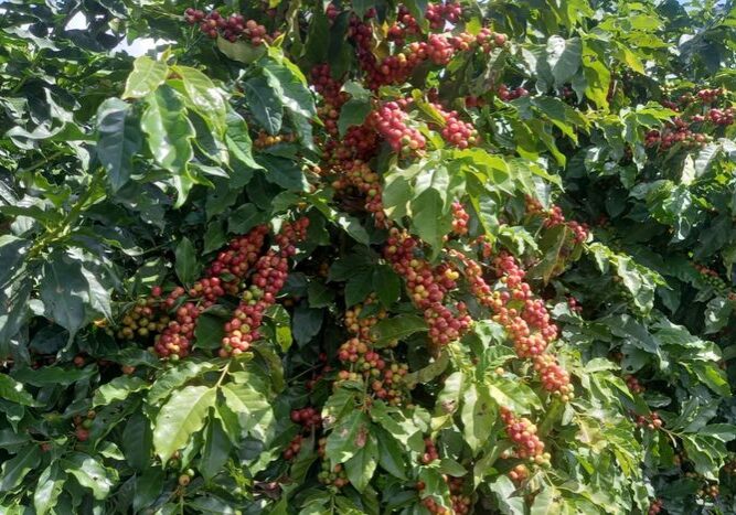 Café_Nova_Alta_paulista