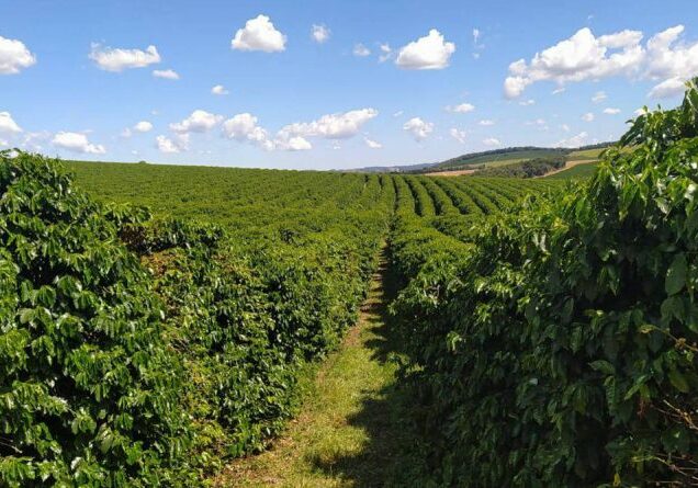 Cafezal-em-Minas-Gerais-antes-de-ser-atingido-por-geada-neste-ano-Divulgacao-Sistema-Faemg-800x445-1