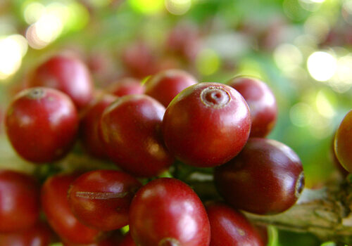 Café-Principal-Julio-Huber