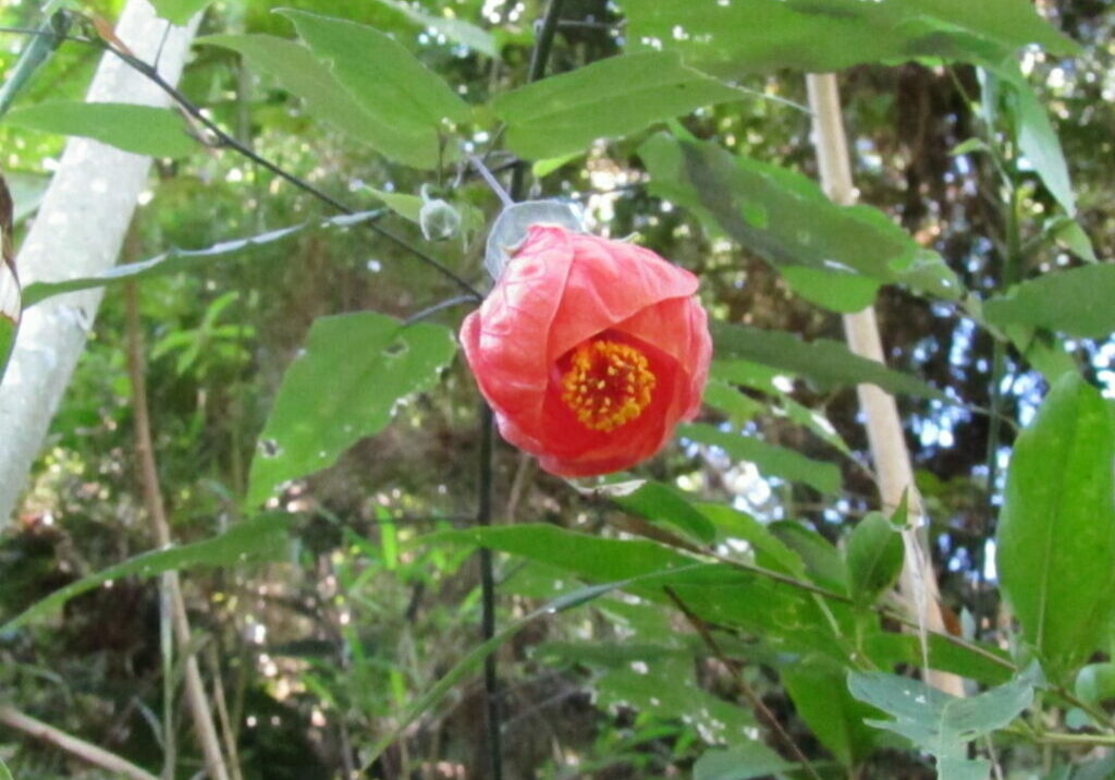 Callianthe-capixabae