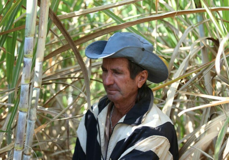 Cana-de-açúcar - Julio Huber