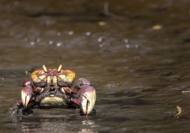 Fiscalização percorre manguezal da capital para vistoriar período da andada