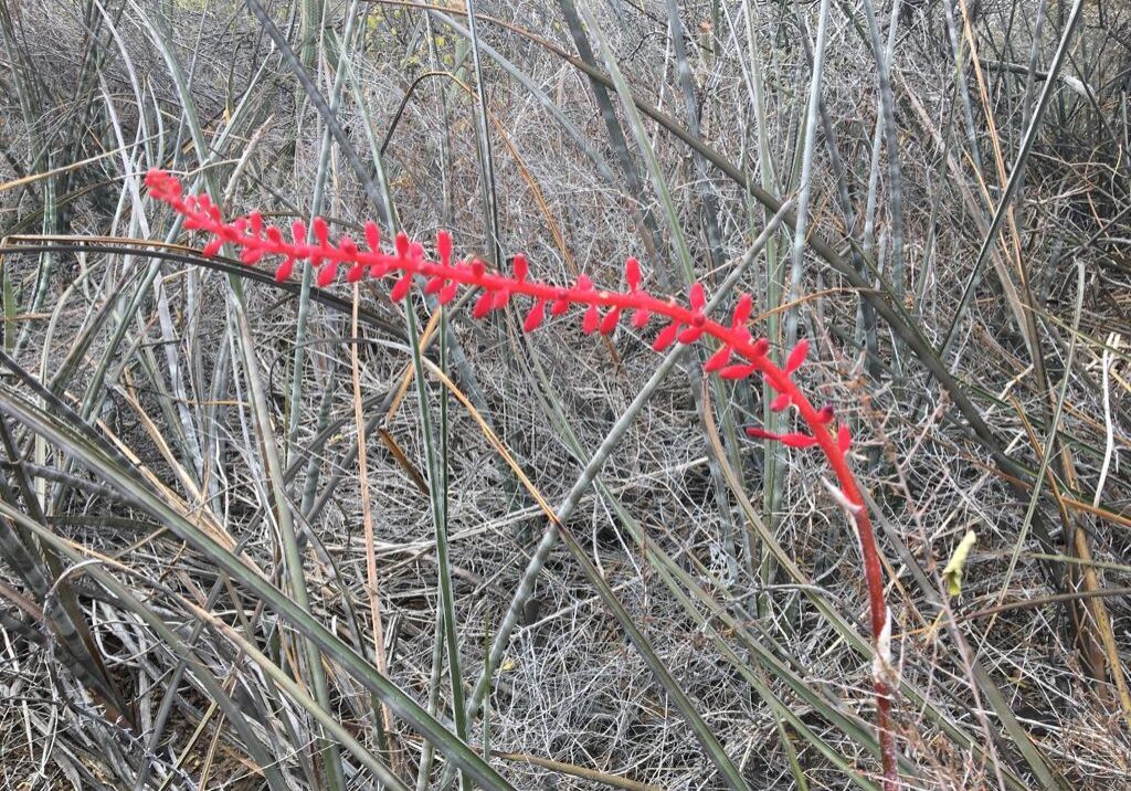 Caroá_Embrapa_Barbara_Dantas